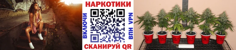 Продажа наркотиков Могоча Cocaine  Кетамин  Меф мяу мяу  Гашиш  Конопля 